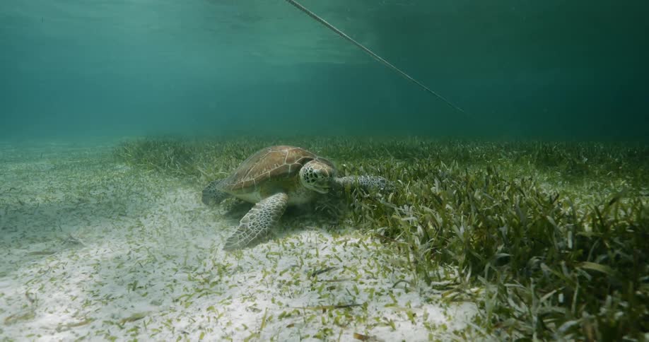 A sea turtle at the bottom of the ocean floor