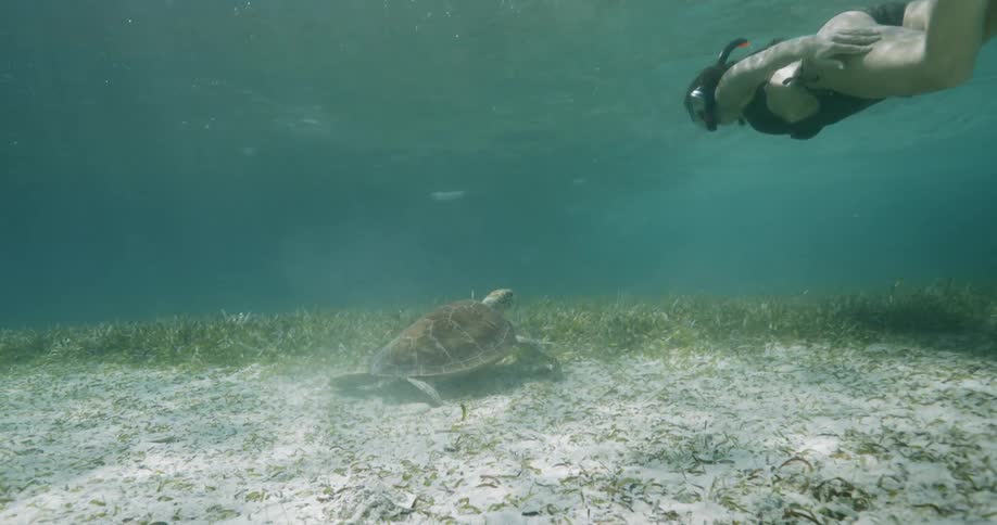 A woman snorkeling past a giant sea turtle