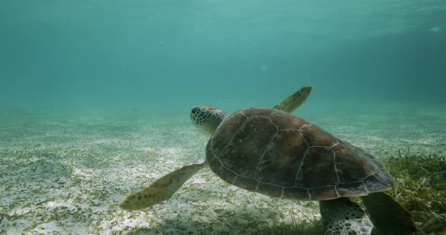 Sea turtle swim in the ocean in the daylight