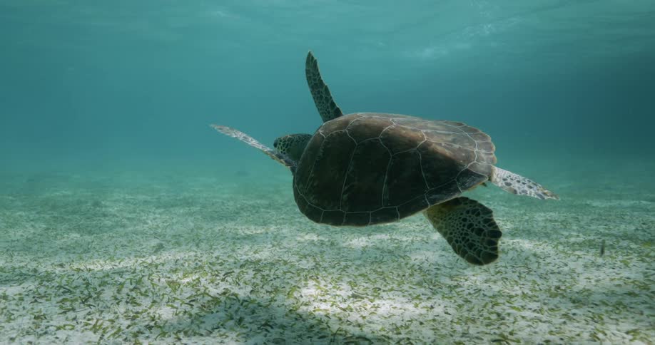 A large turtle swimming underwater in the ocean