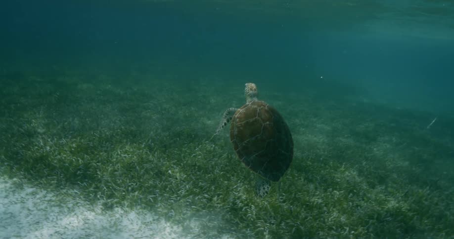 Sea turtle swimming underwater rising to the surface