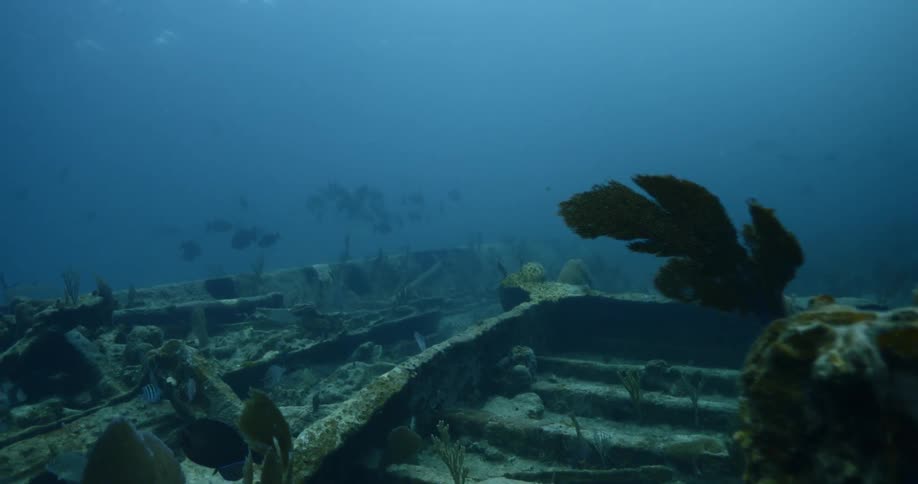 Underwater footage of algae growing on shipwreck