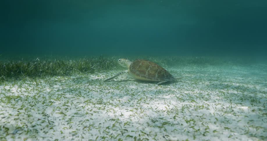 A sea turtle on the sandy bottom lowers its head