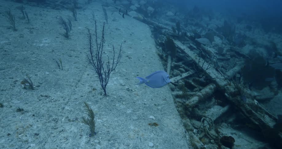 Fish are swimming around underwater