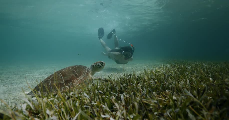 A woman is diving past a sea turtle
