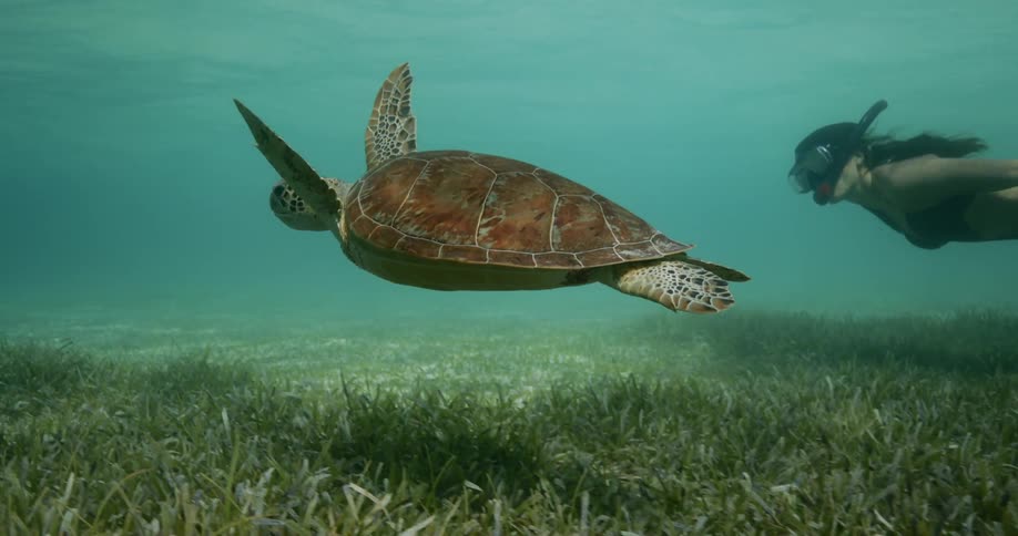 A female snorkeler swimming underwater with a turtle