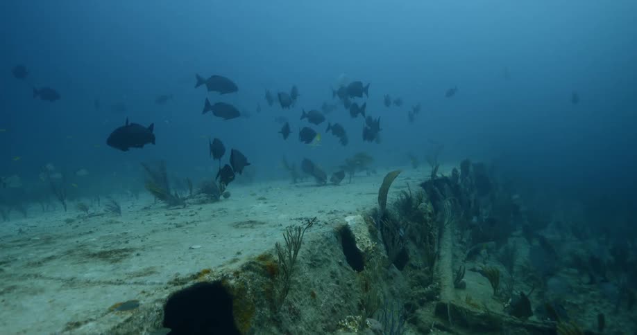 A school of fish swim over a coral reef