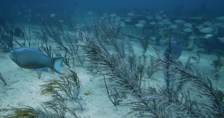 Fish swims near ocean bottom