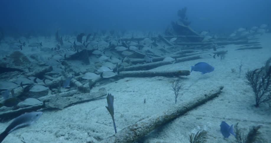 A colony of fishes swim just above the seabed