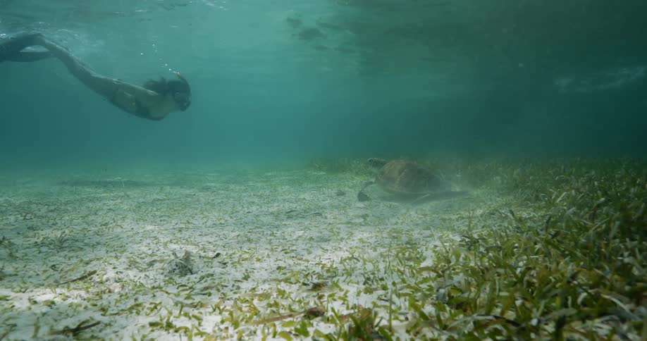 Woman swimming towards a turtle at the bottom of the sea