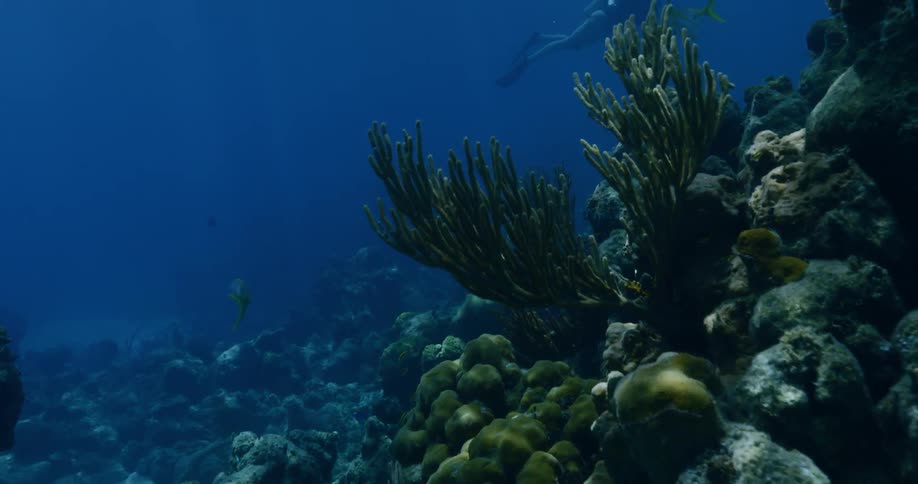 A scuba diver is diving near the bottom of the ocean