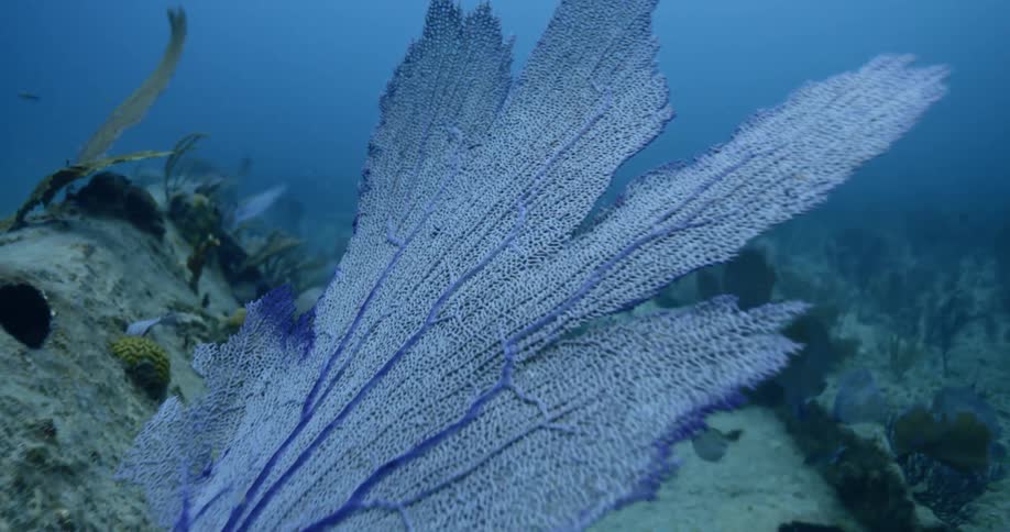 Underwater sea life and vegetation moving in the water