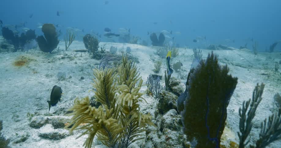 Fish swimming among the plant life on the sea floor
