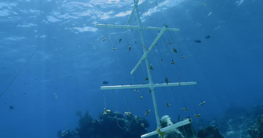 The fish swim around the boat underwater