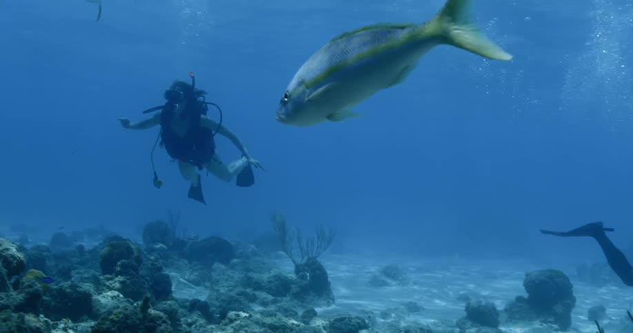 People scuba diving among coral and fish