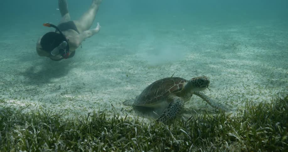 Woman snorkeling swims near turtle