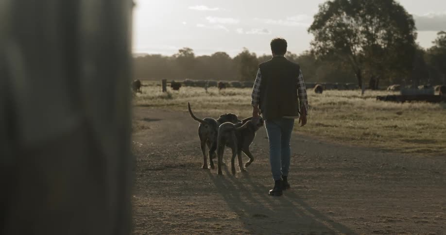 A man walks on a dirt road with a couple of dogs