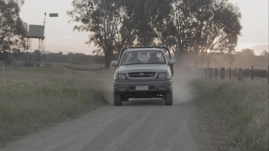 A pickup truck driving on a dirt road with cows in the background