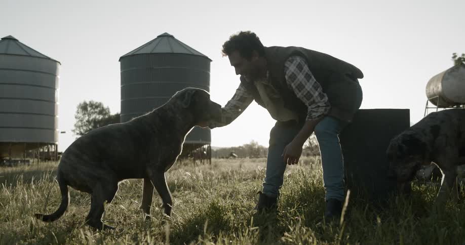 Man petting his big dog in the farm