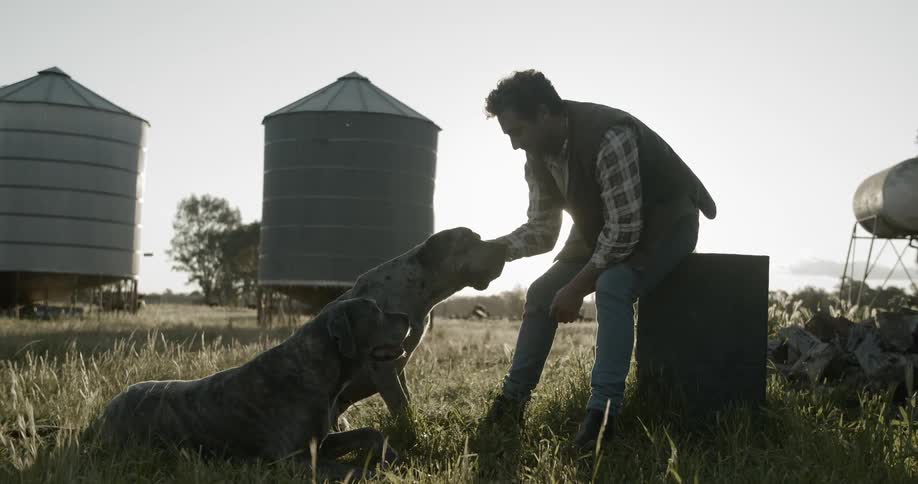 Man petting dogs on a farm at sunrise