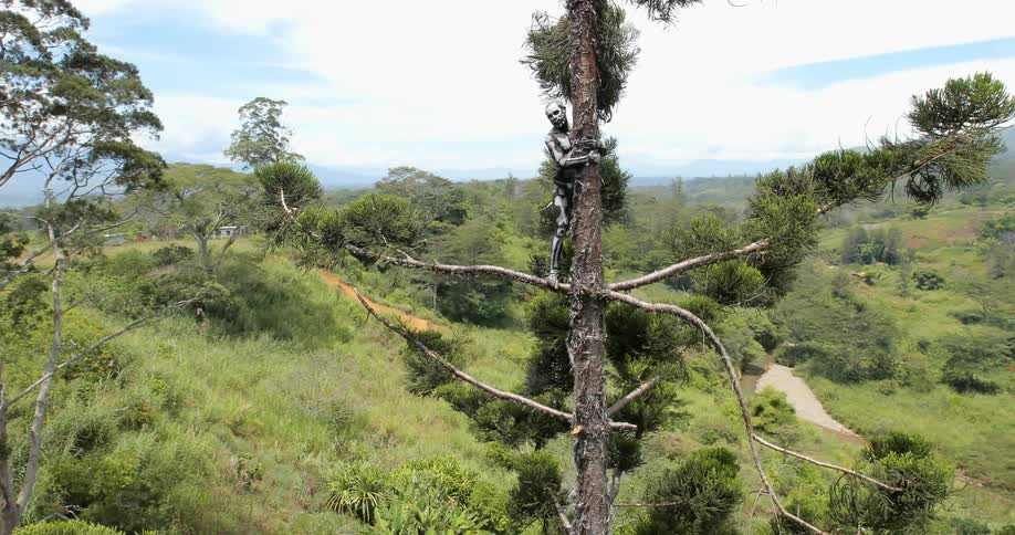 An indigenous man in skeleton paint climbs a tree