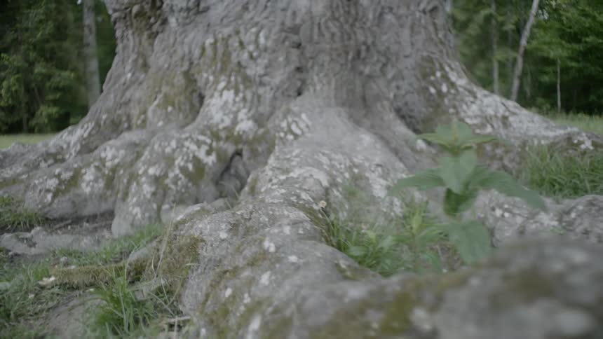 The roots of an enormous tree outdoors