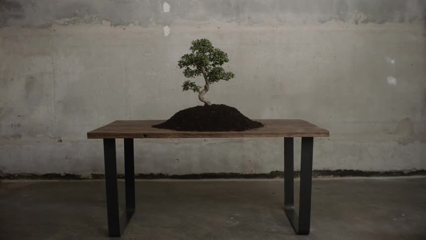 A static shot of a plant in a mound of dirt on a table