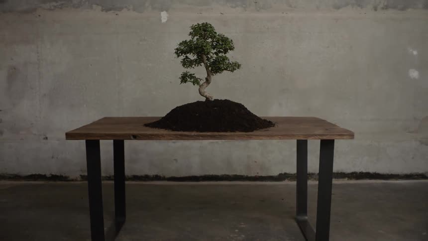 A bonsai tree in soil on a table