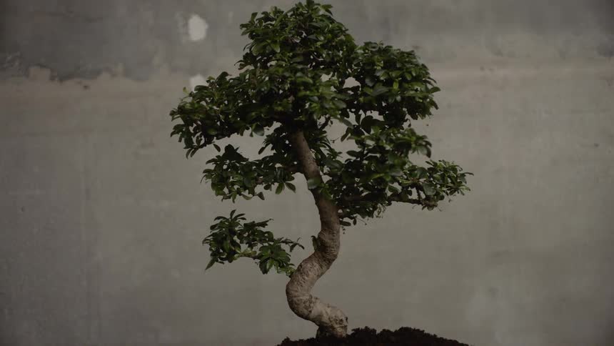 A small tree on a mound of soil on a table