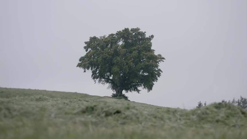 A tree stands alone on a hill
