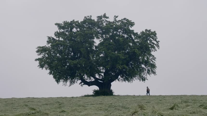 Person walking towards a large oak tree on the middle of a field