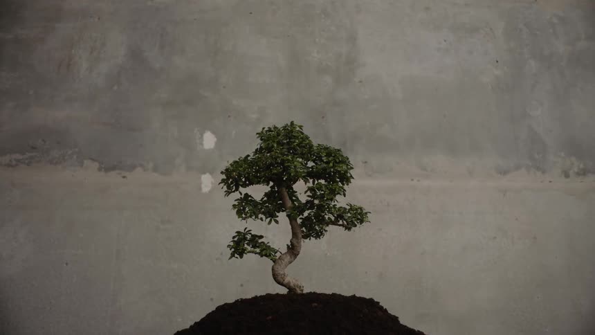 In this visual art piece a single tree with a gnarled and curved trunk stands atop a small hill against a backdrop of a concrete wall