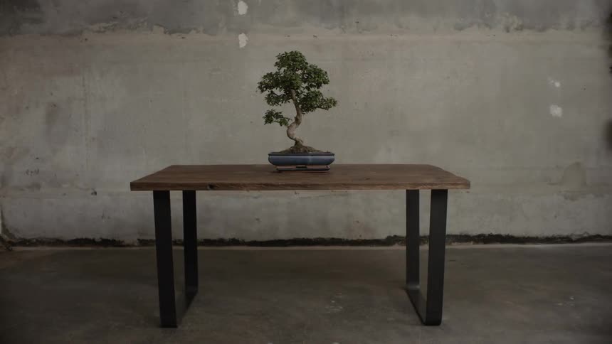 A static shot of a small tree