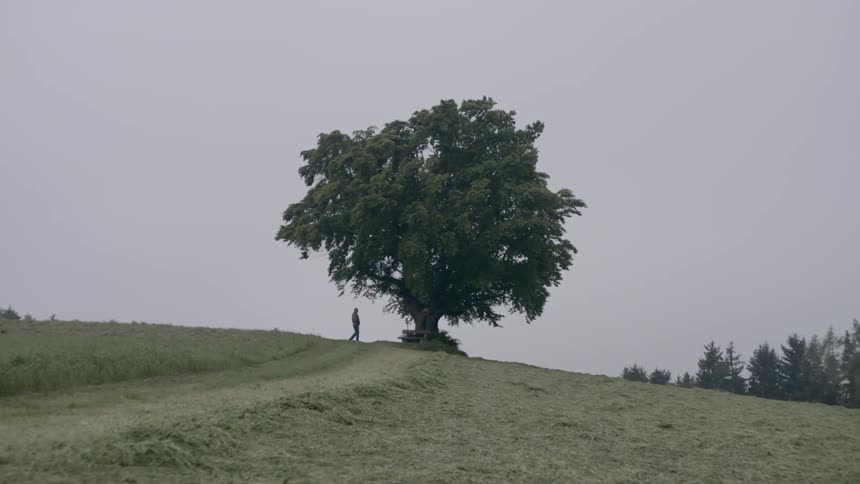 A person walks under a tree in the middle of a hill