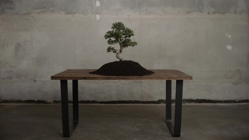 A bonsai tree sits on a table