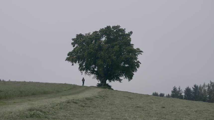 A person walking on a hill staring at a large tree
