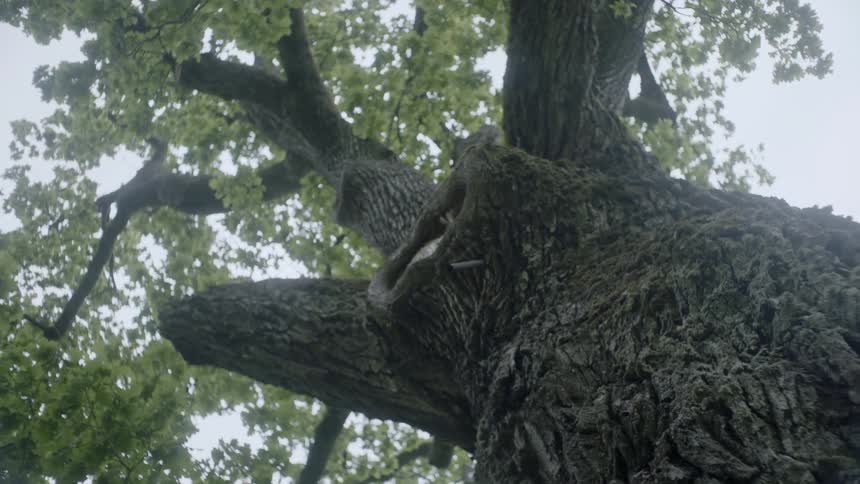 A shot of a tree