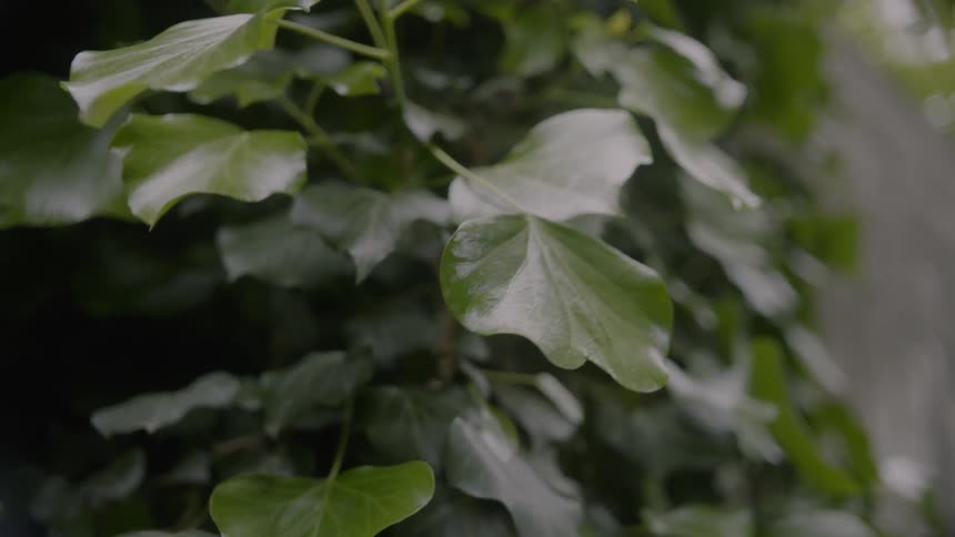 Waxy green leaves of a plant