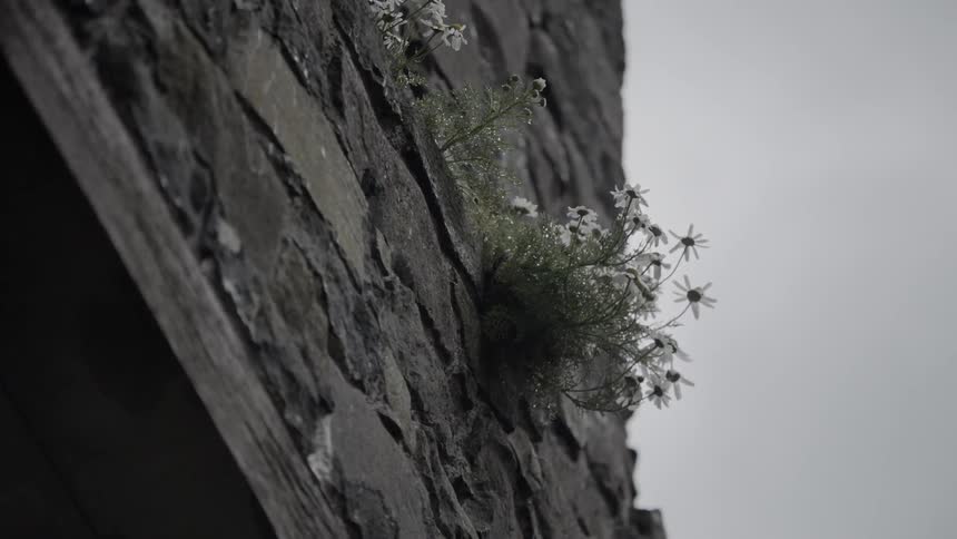 Daisies on the wall swings in the wind on a cloudy day