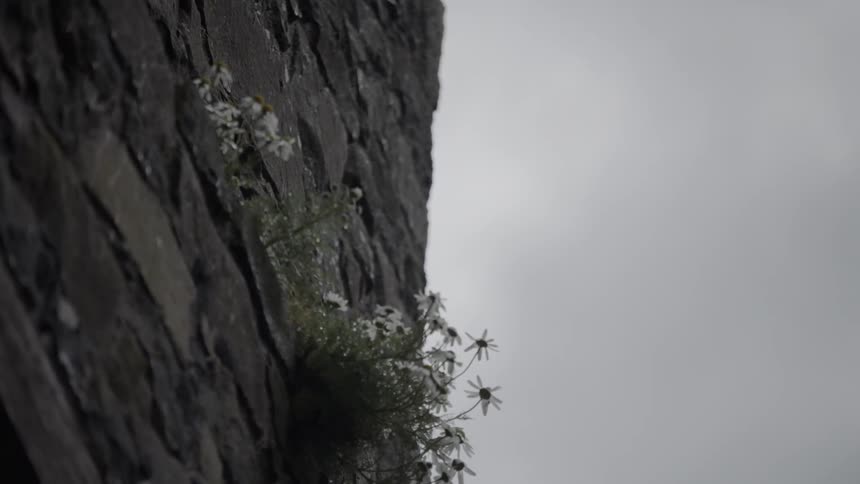 A bunch of white daisies grows on the side of a rocky cliff
