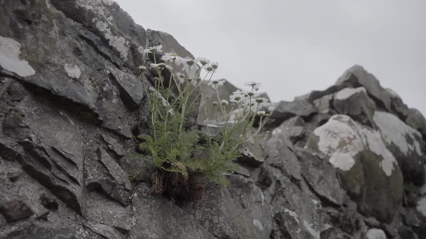 A cliff with flowers growing out of it