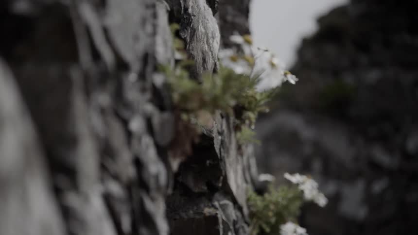 Small plants and flowers growing out of a rock