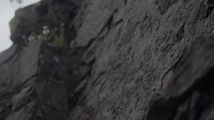 Flowers grow on side of cliff side