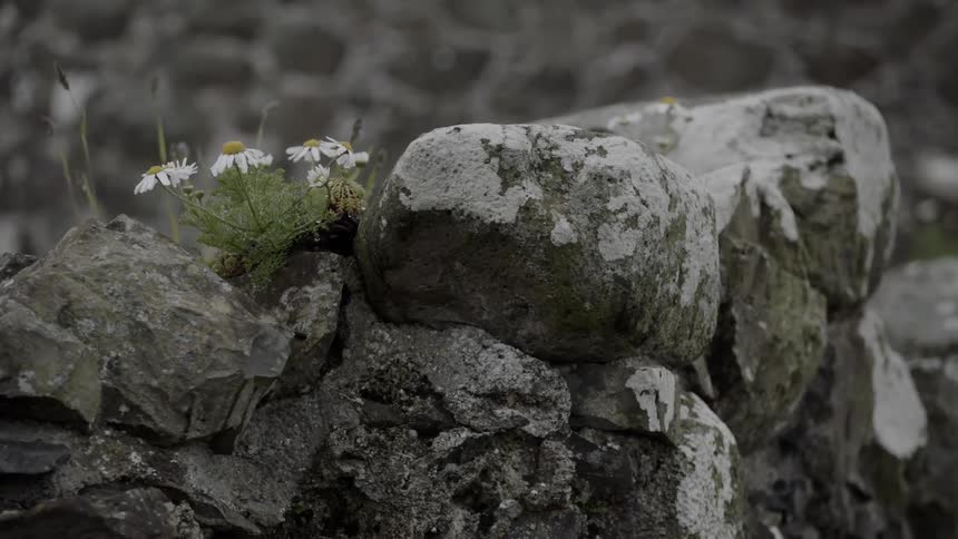 Close up of wild flowers growing on moldy rocks