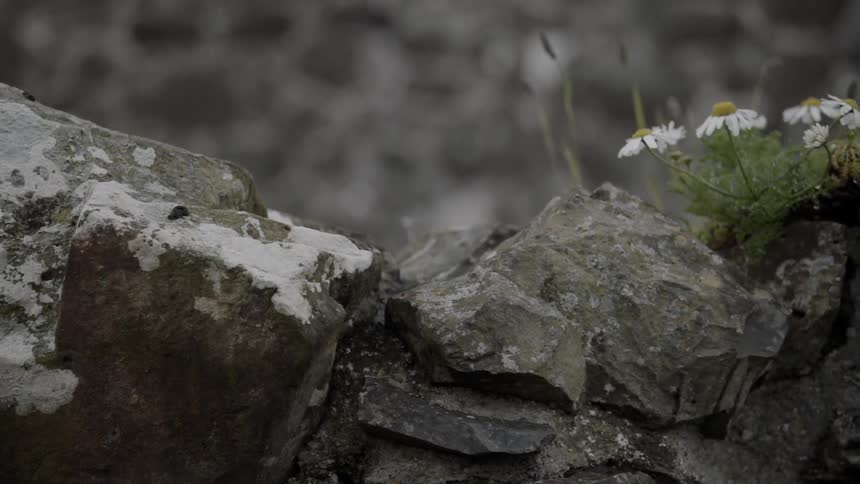 A few white daisies grow in a space between rocks
