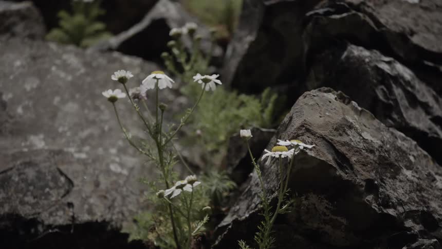 Wildflowers are stirred by wind near boulders