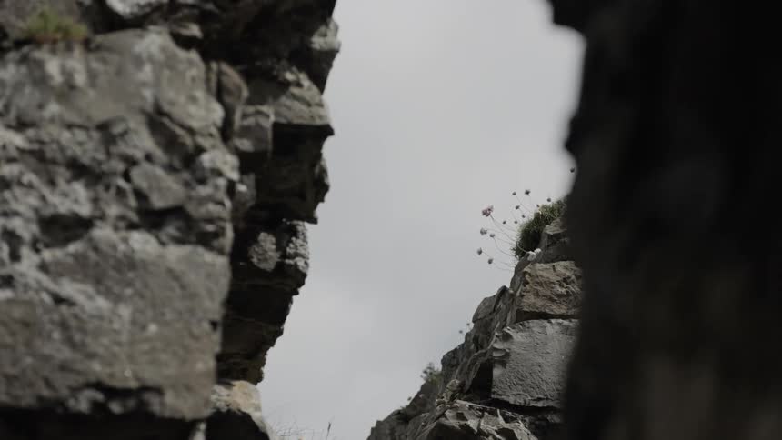 Flowers grow on the side of a rocky cliff