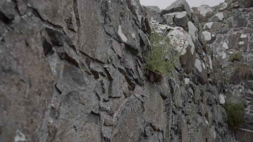 The partially standing walls of a large ancient monument on the coast with daisies growing out of them