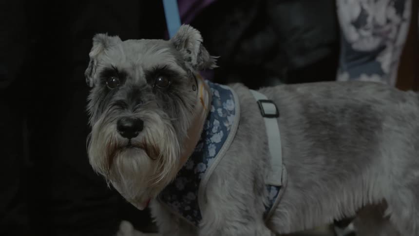 A dog with a blue leash standing