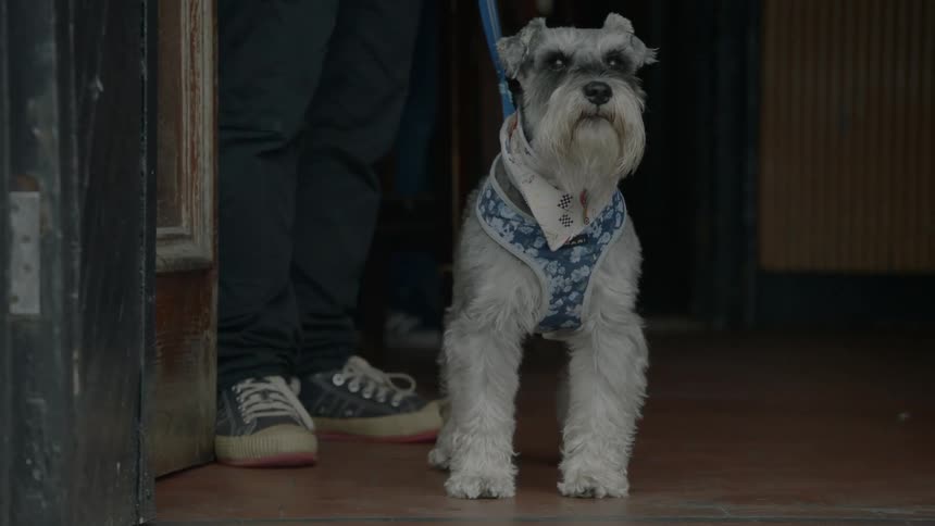 Schnauzer dog on a leash besides his owner looking around